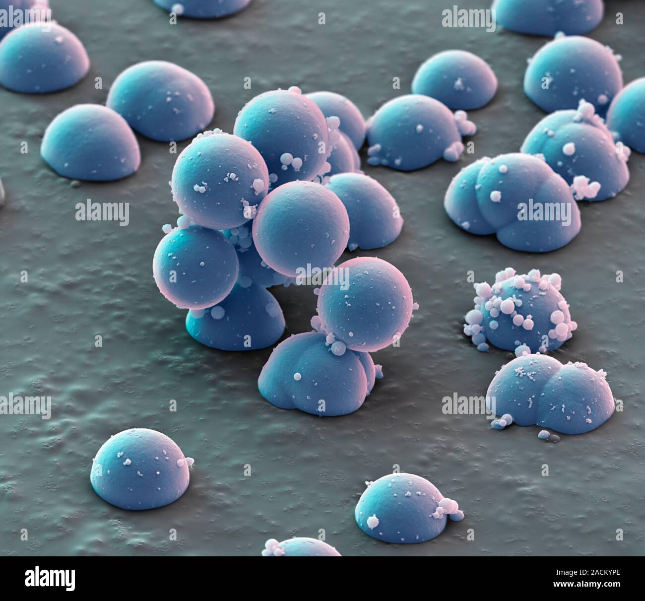 Microsphere filter particles. Scanning electron micrograph (SEM) of