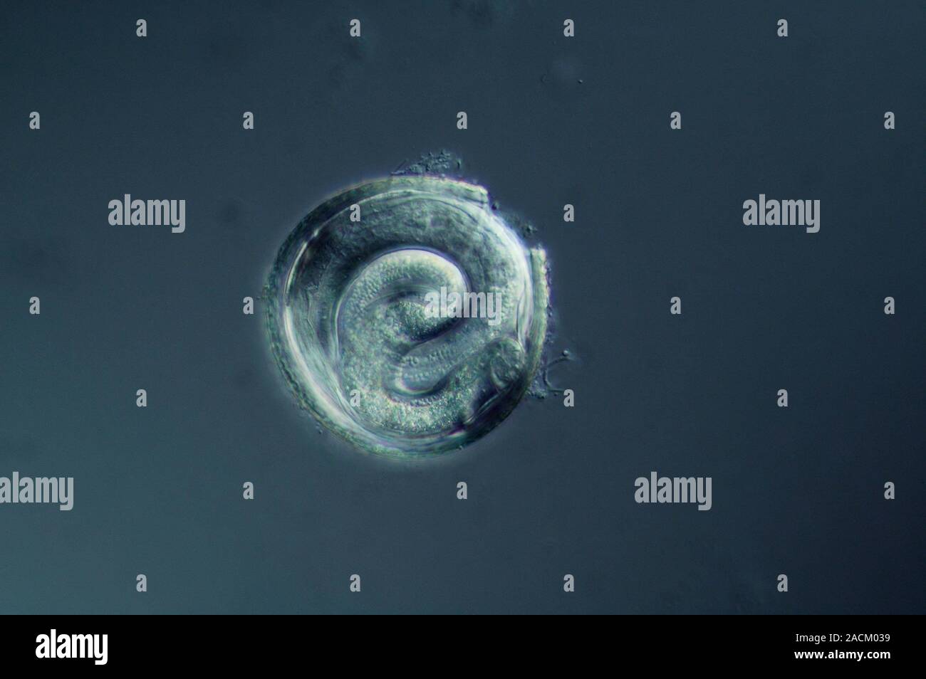 Dog roundworm hatching. Light micrograph of a dog roundworm (Toxocara ...