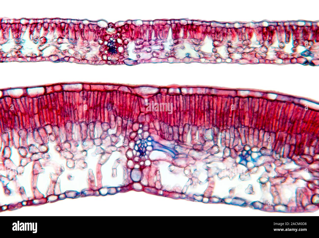 Beech Tree Section Beech tree leaves. Light micrograph of a section through two leaves ...