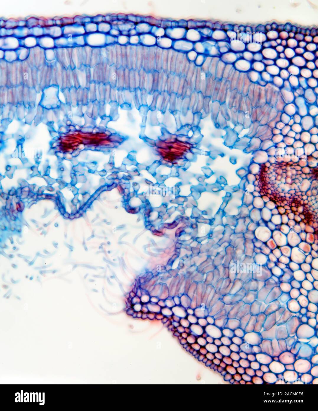 Oleander leaf. Light micrograph of a section through the leaf of an ...