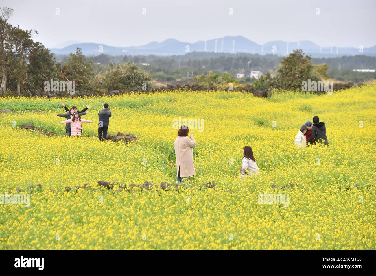 03rd Dec, 2019. Rape flowers in winter Tourists take pictures at a field of blooming rape flowers in Seogwipo on South Korea's southernmost resort island of Jeju on Dec. 3, 2019. Credit: Yonhap/Newcom/Alamy Live News Stock Photo
