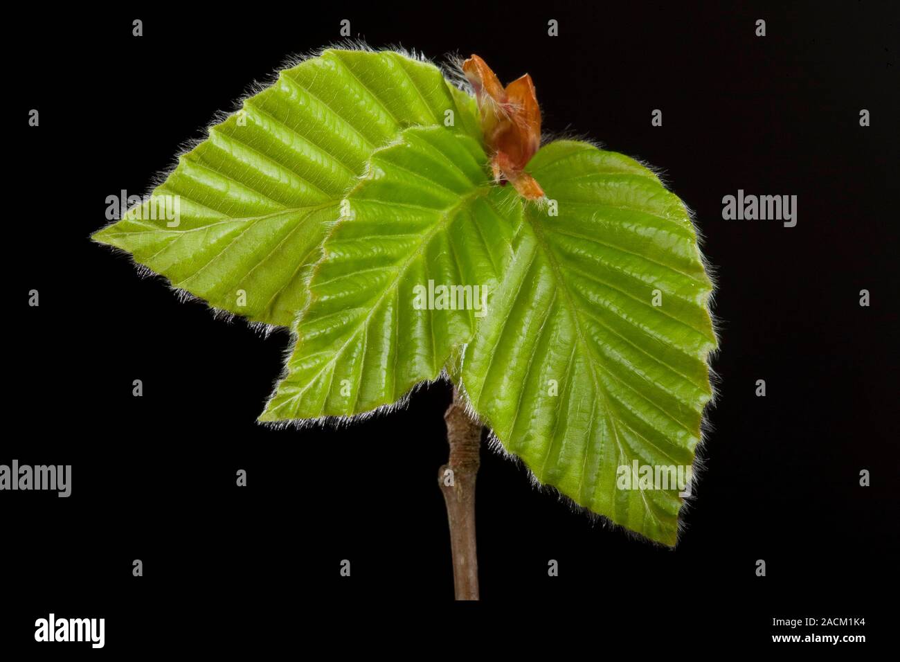 Beech (Fagus sylvatica) tree leaf bud opening in the spring. Stock Photo