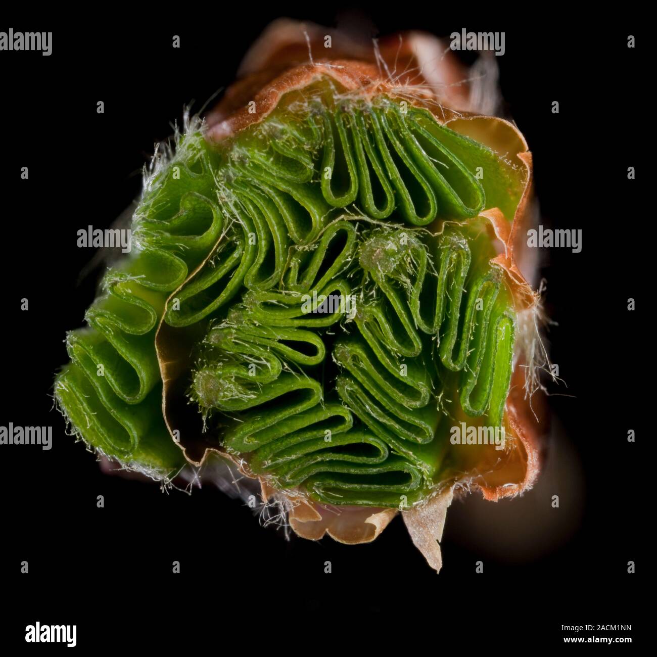 Beech (Fagus sylvatica) tree leaf bud. Section through the bud showing