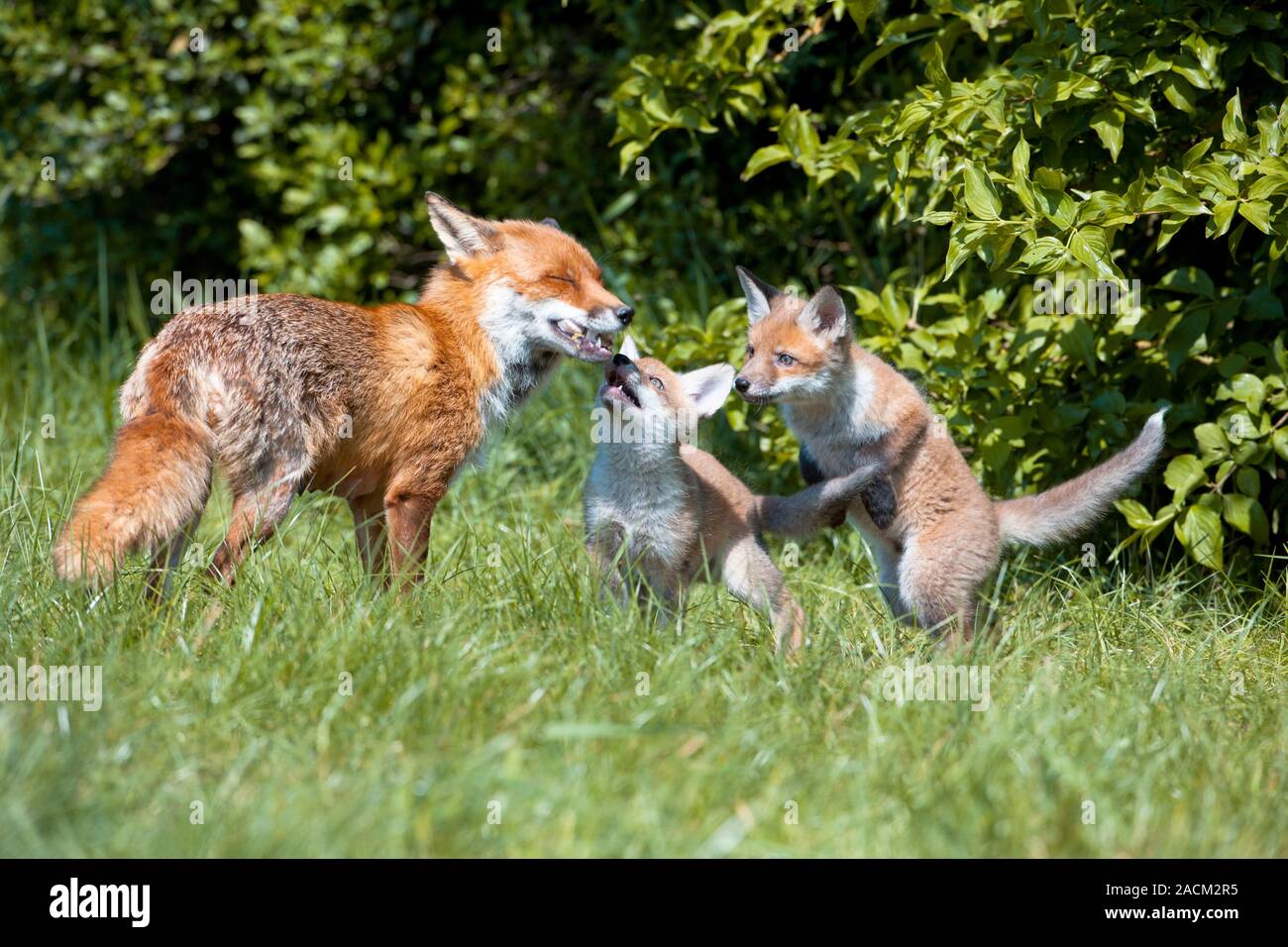 Red fox (Vulpes vulpes) cubs and mother. The mother is carrying food in ...