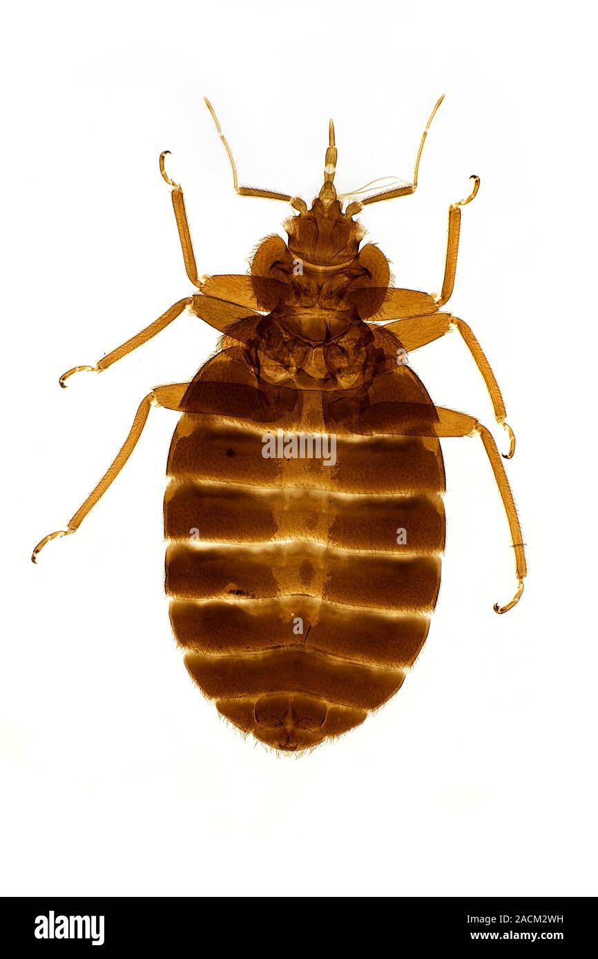 Bed bug. Light micrograph of a bed bug (Cimex lectularius) with its