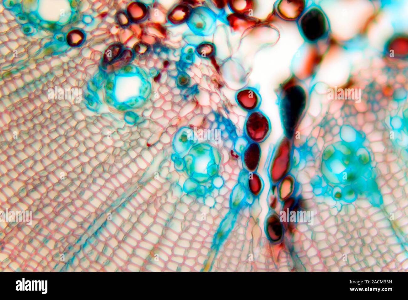 Pine stem. Light micrograph of a section through the stem of a pine