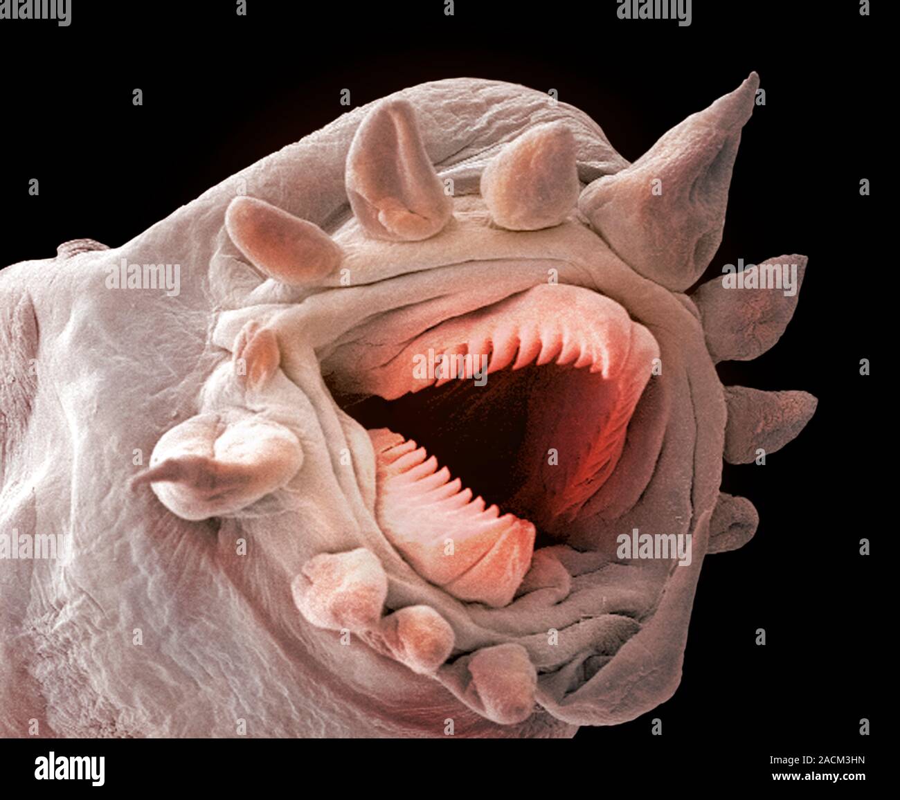 Deep ocean scale worm (Lepidonotopodium piscesae), coloured scanning