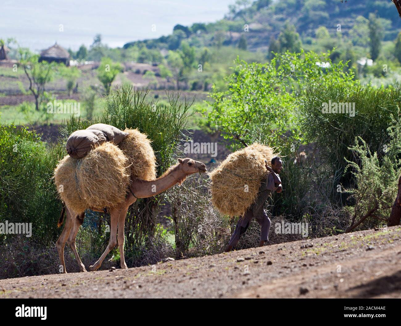 Ethiopian farmer using a camel to carry animal feed. Photographed in