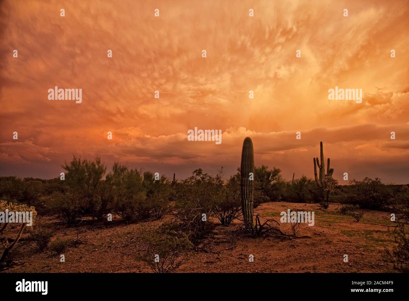 Sunset over desert. Orange glow on clouds at sunset over cacti and ...