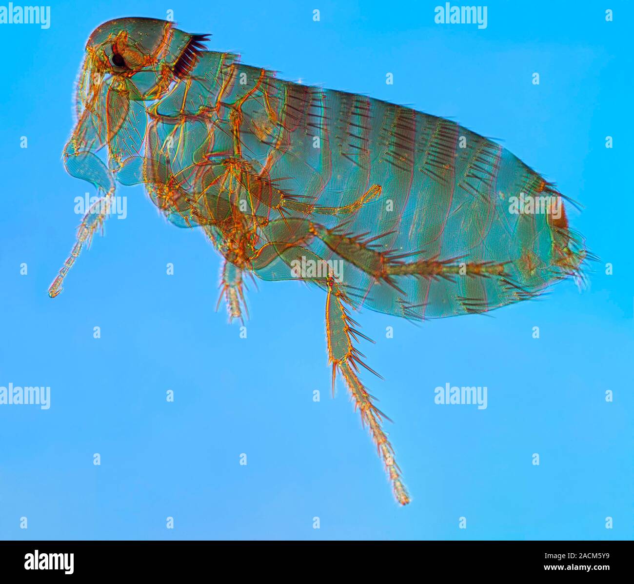 Mouse flea. Light micrograph of a Megabothris turbidus flea. These