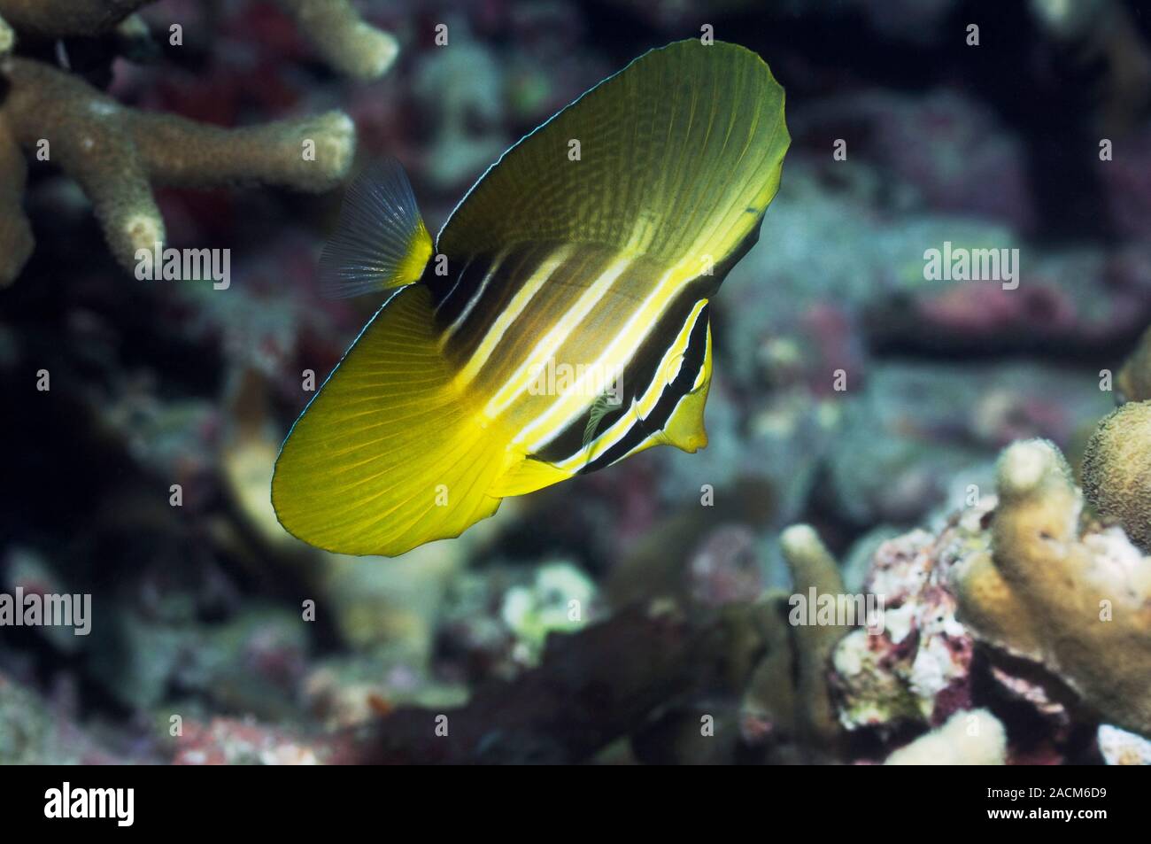 Sailfin tang. Juvenile sailfin tang (Zebrasoma veliferum) on a reef ...