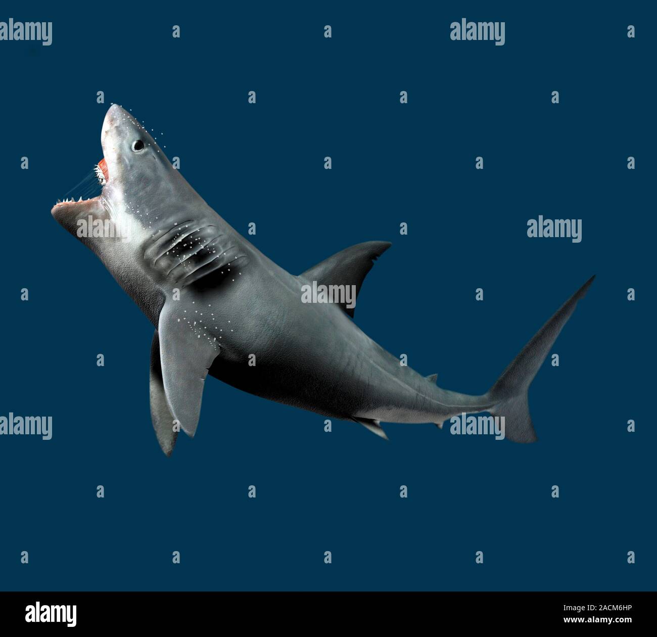 Shark, artwork. Sharks are predatory fish that first evolved in the