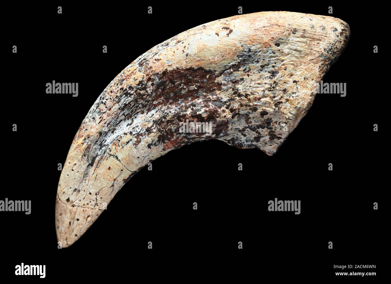 Fossilised dinosaur claw. Fossilised claw from a Tarbosaurus dinosaur