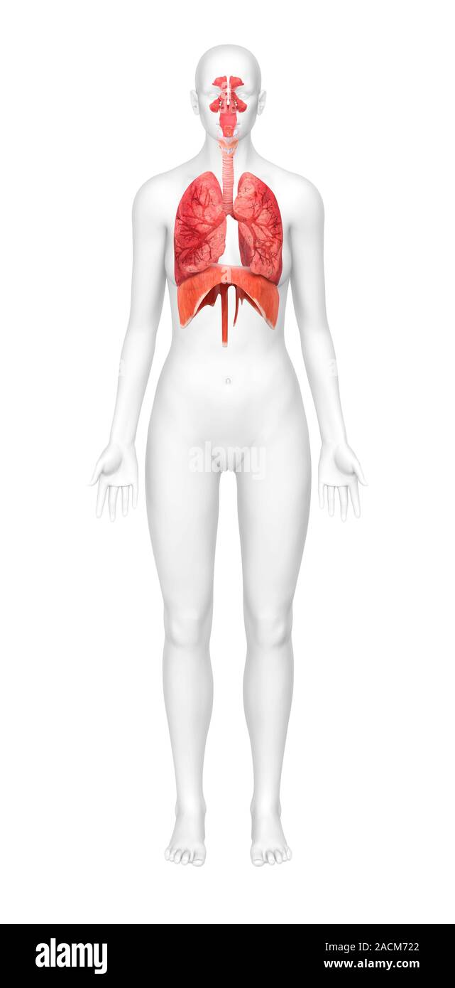 Human respiratory system. Computer artwork of the front view of a woman, showing the organs of the human respiratory system and their position within Stock Photo