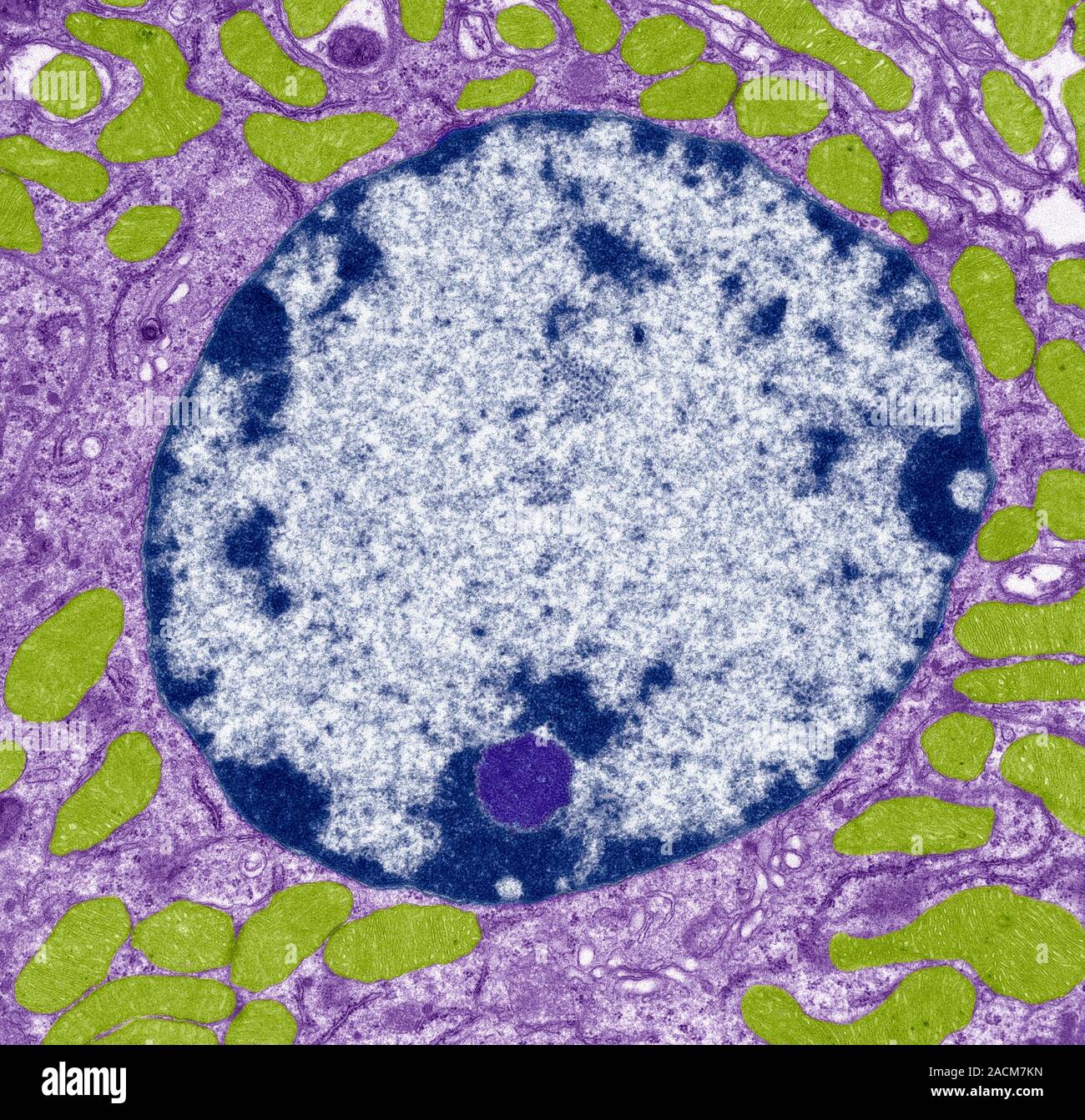 Cell nucleus. Coloured transmission electron micrograph (TEM) of a