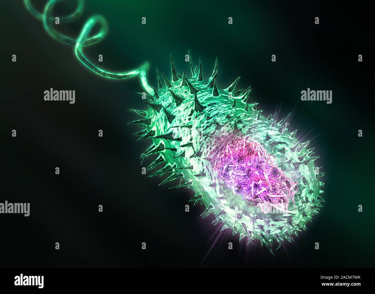 Gramnegative bacterium. Artwork of a prokaryotic, Gramnegative rod