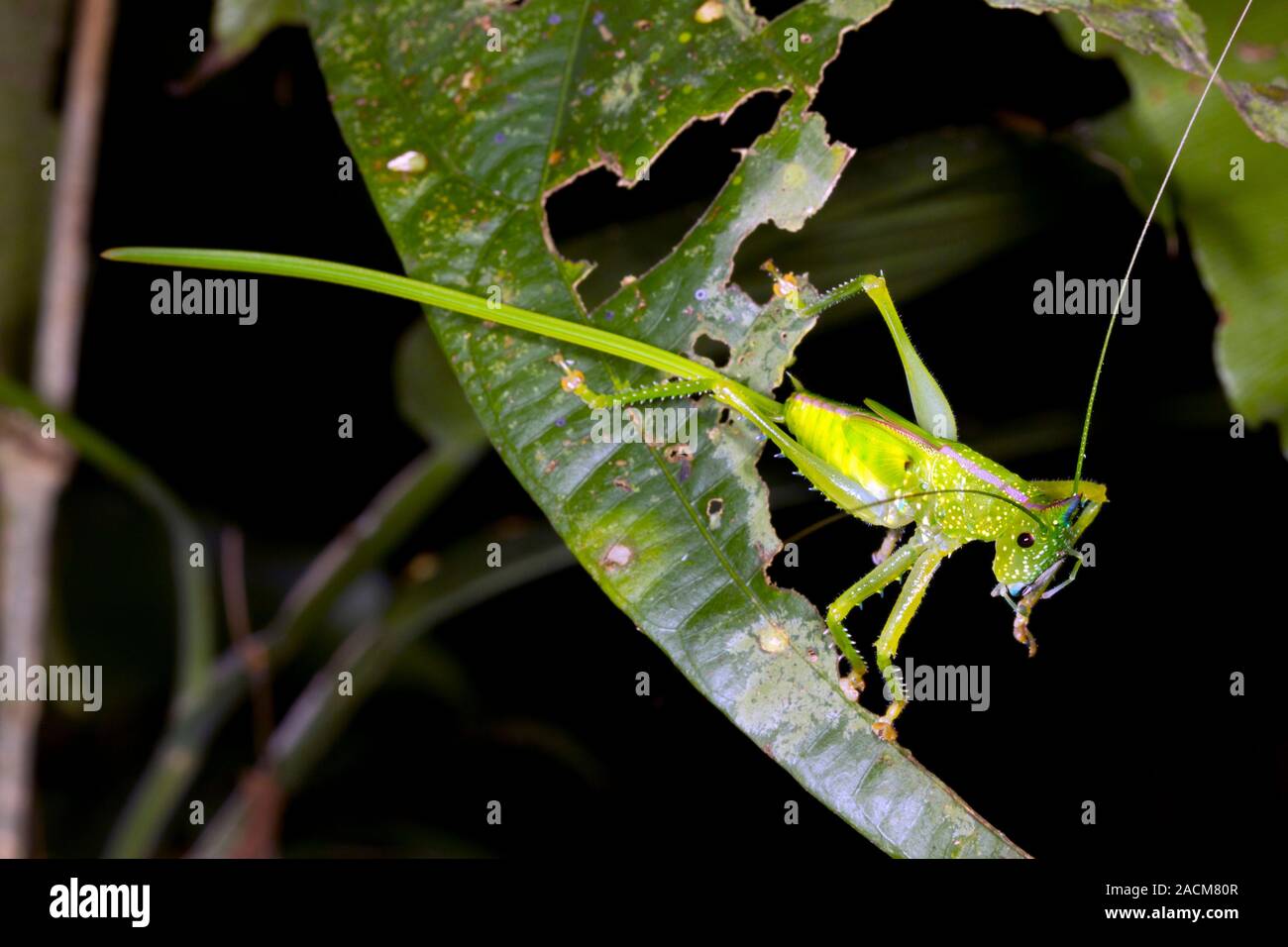 Female bush cricket with a long ovipositor. Bush crickets (family