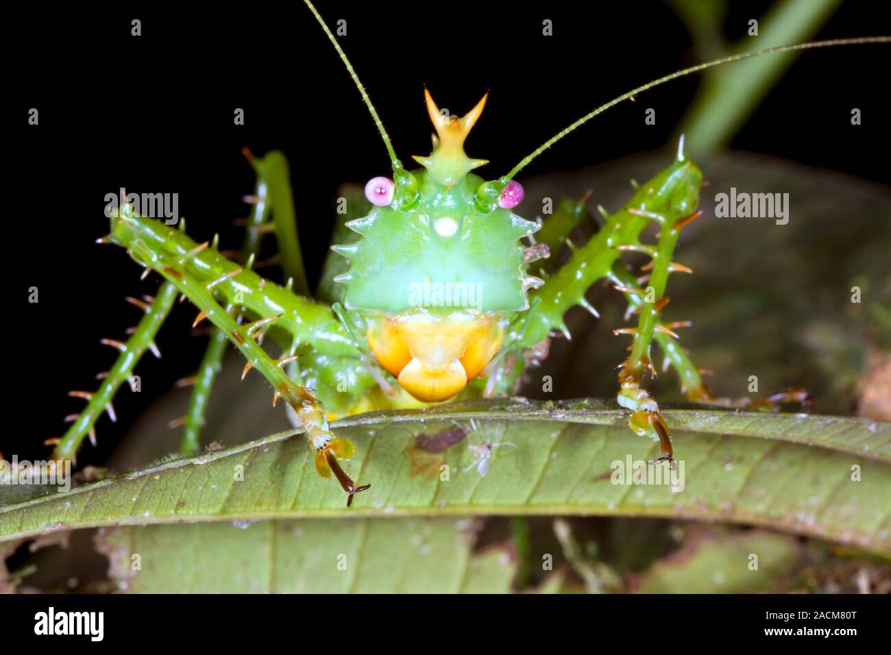 Thorny devil bush cricket (Panacanthus cuspidatus), also called the