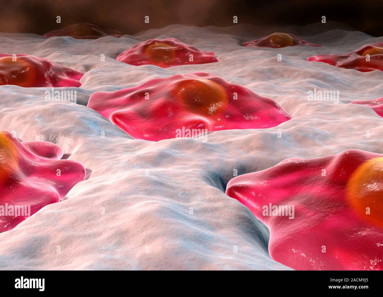 Bone cells. Computer artwork of normal mononucleate bone cells (red) in