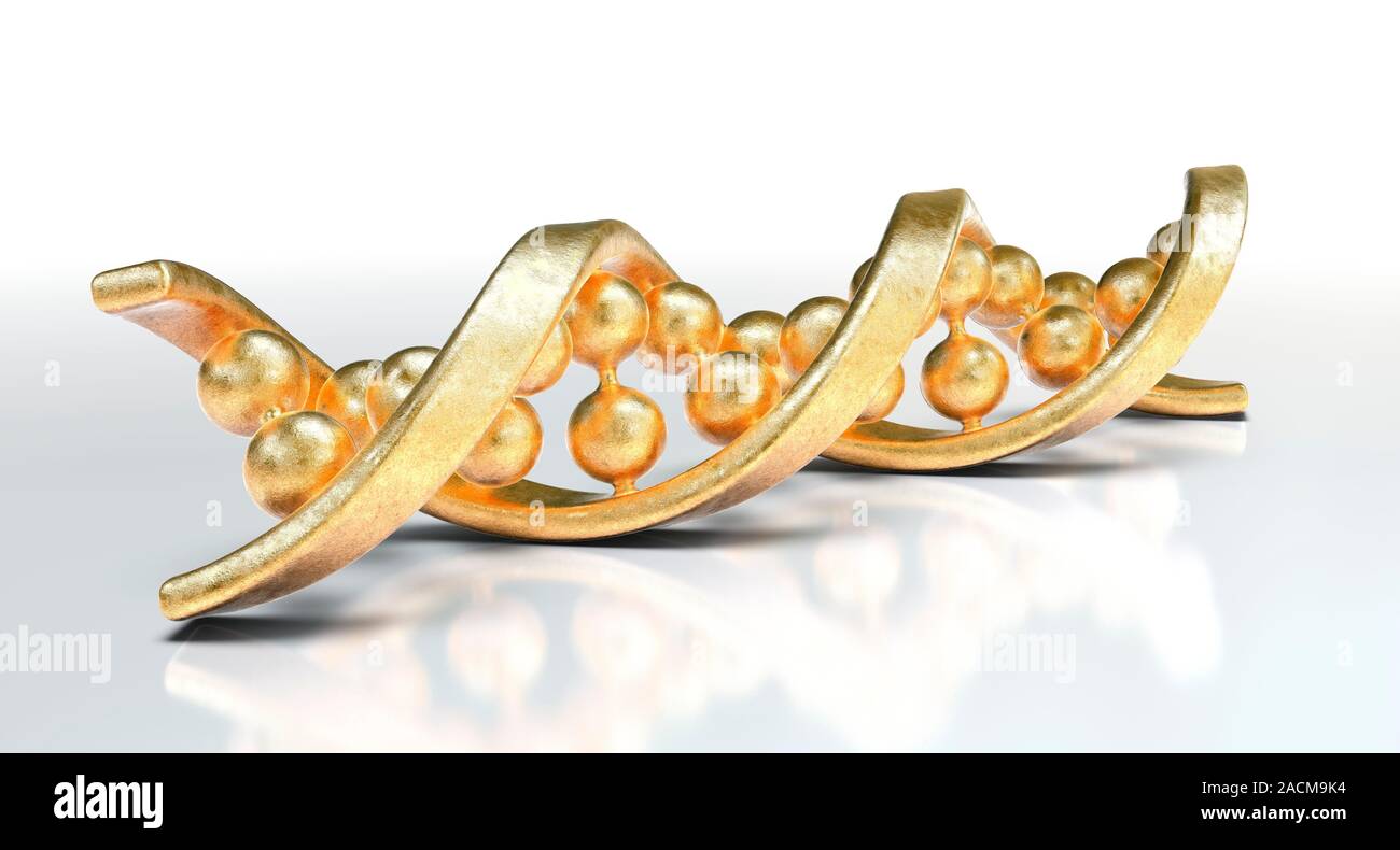 Two Stand Dna DNA molecule. Computer artwork showing a double stranded DNA ...