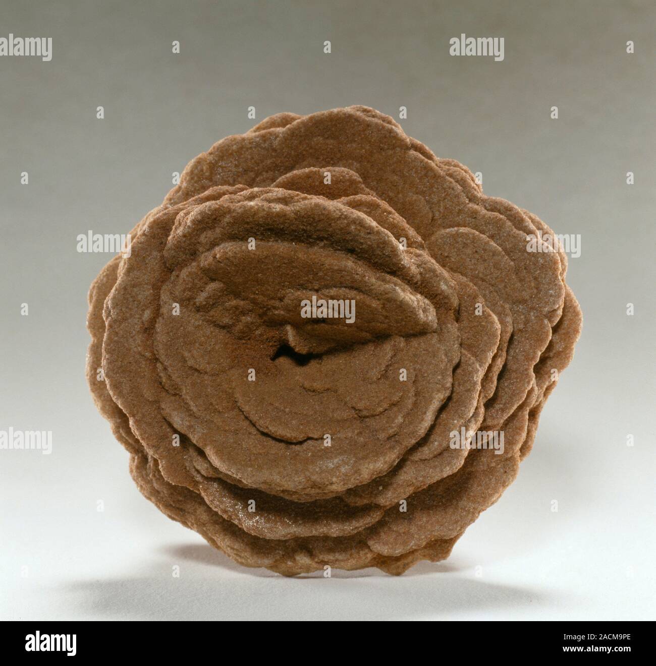 Gypsum crystals. Form of gypsum known as a desert rose. Gypsum consists