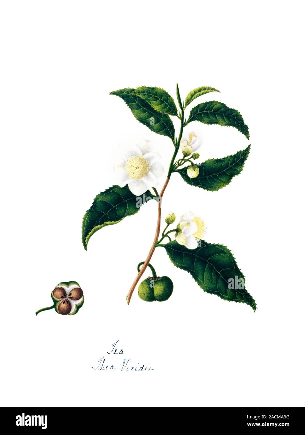 Thea Viridis Shocks the World With Hidden Truth About Her Past