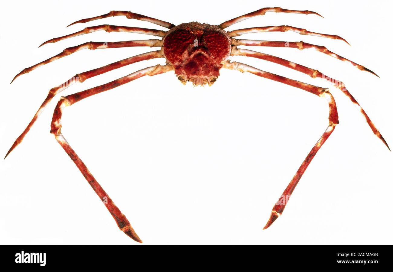 Japanese spider crab (Macrocheira kaempferi) specimen. This is the crab