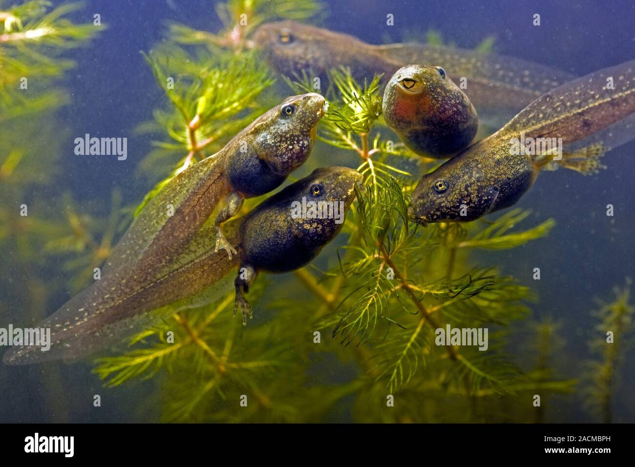 Frog tadpoles feeding. Macrophotograph of tadpoles of the European ...