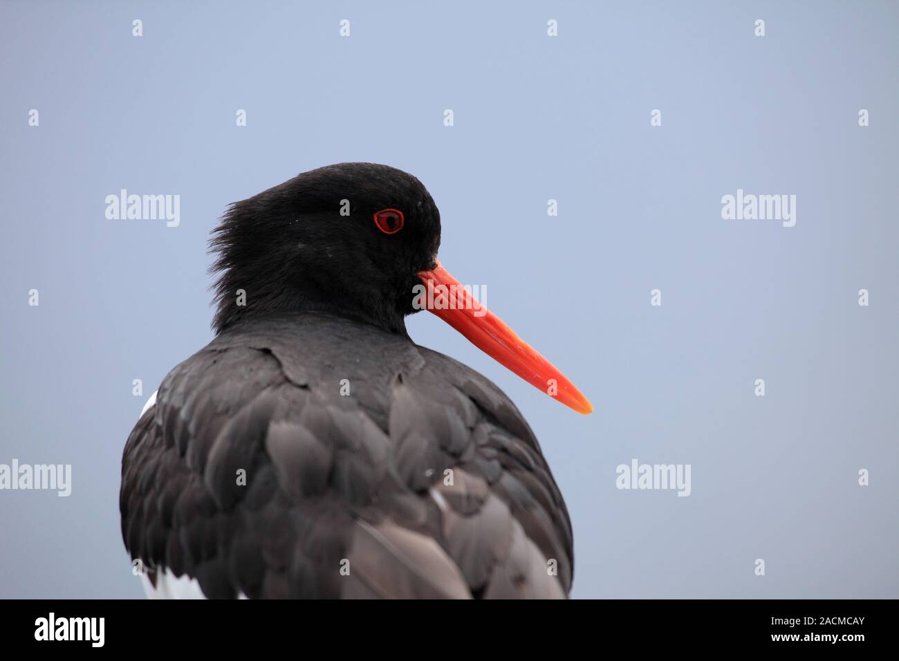 Oystercatcher family hires stock photography and images Alamy