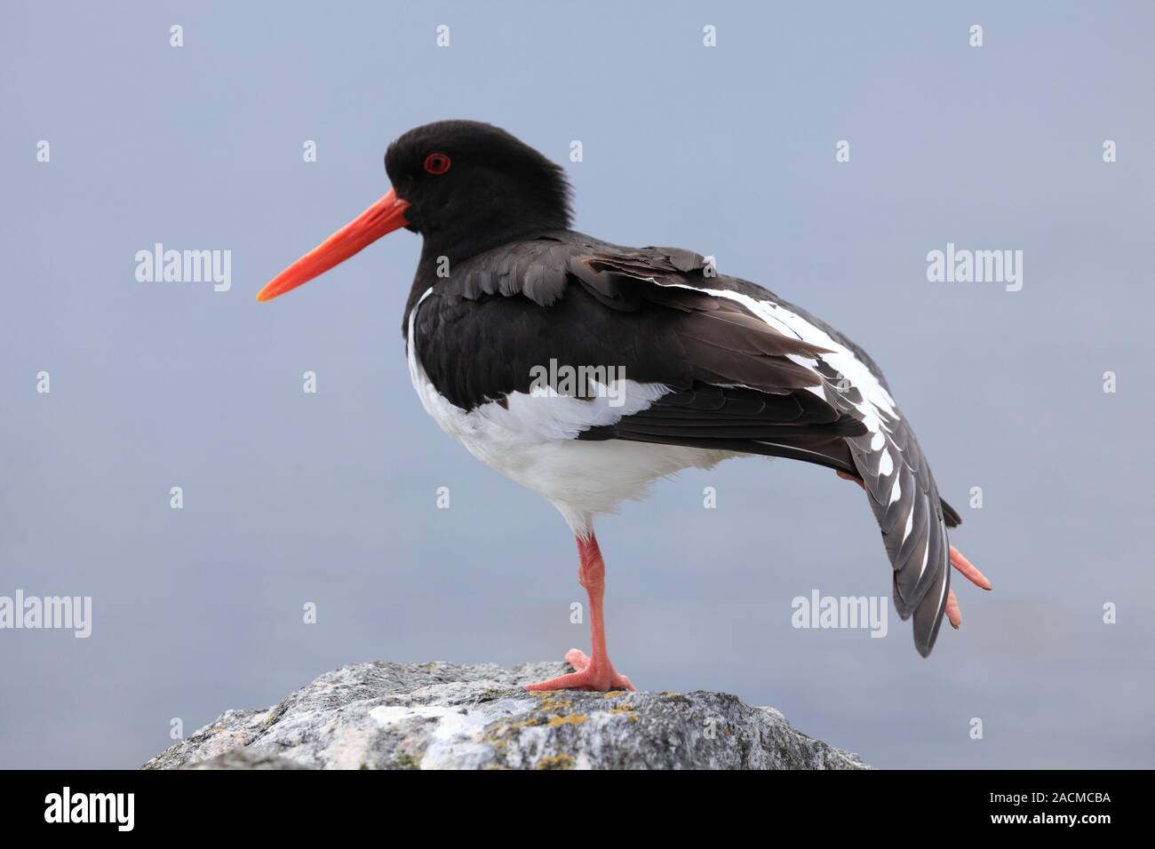 Oystercatcher family hires stock photography and images Alamy