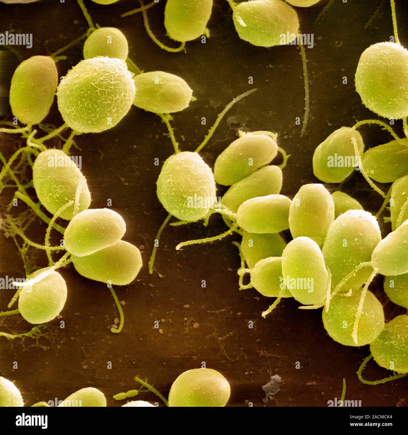 Chlamydomona reinhardtii green algae. Coloured scanning electron ...