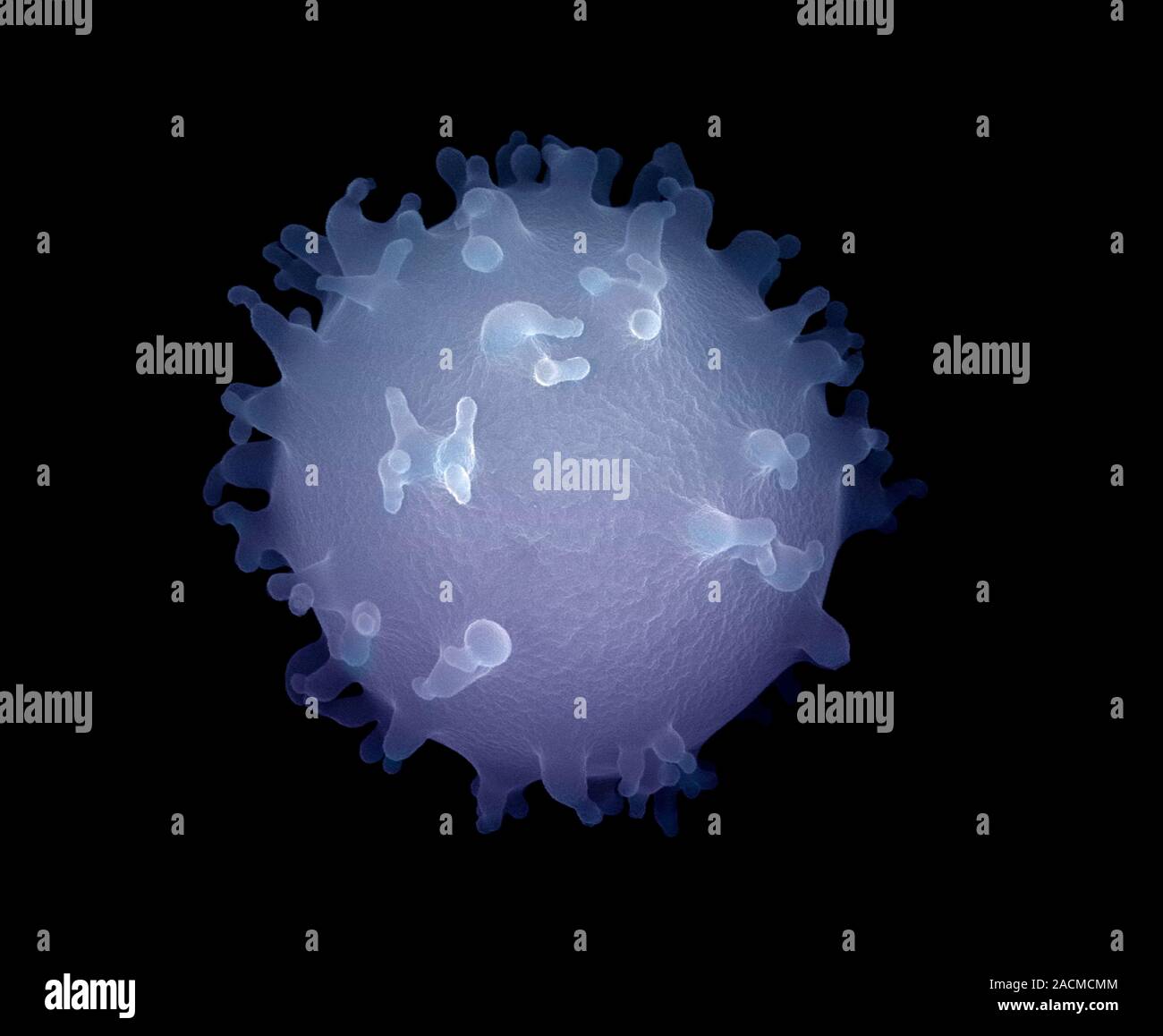 Monocyte white blood cell. Scanning electron micrograph (SEM) of a monocyte white blood cell