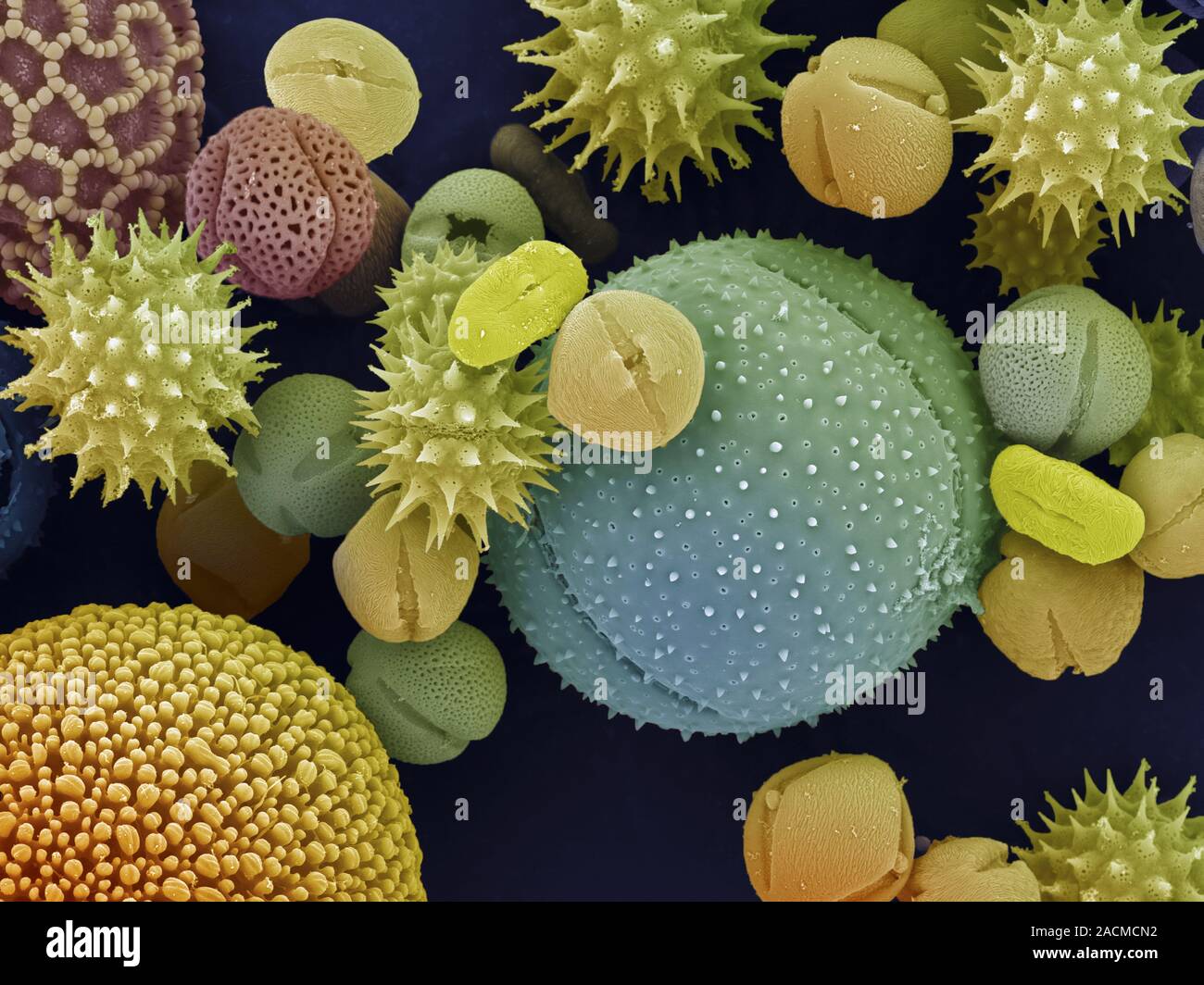 Пыльца сайт. Пыльцевые зерна под микроскопом. Пыльца цветковых растений под микроскопом. Пыльца покрытосеменных под микроскопом. Пыльца микроскопия палинология.