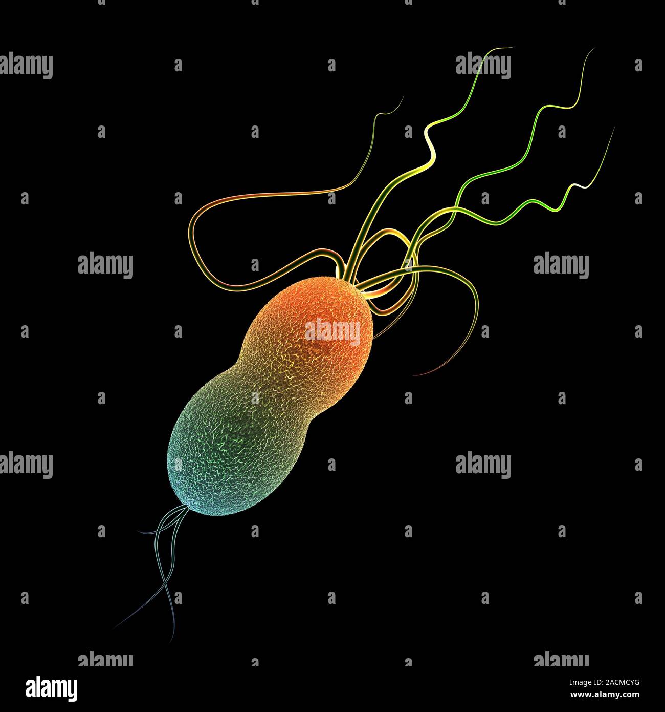 Salmonella sp. bacteria, computer artwork Stock Photo - Alamy