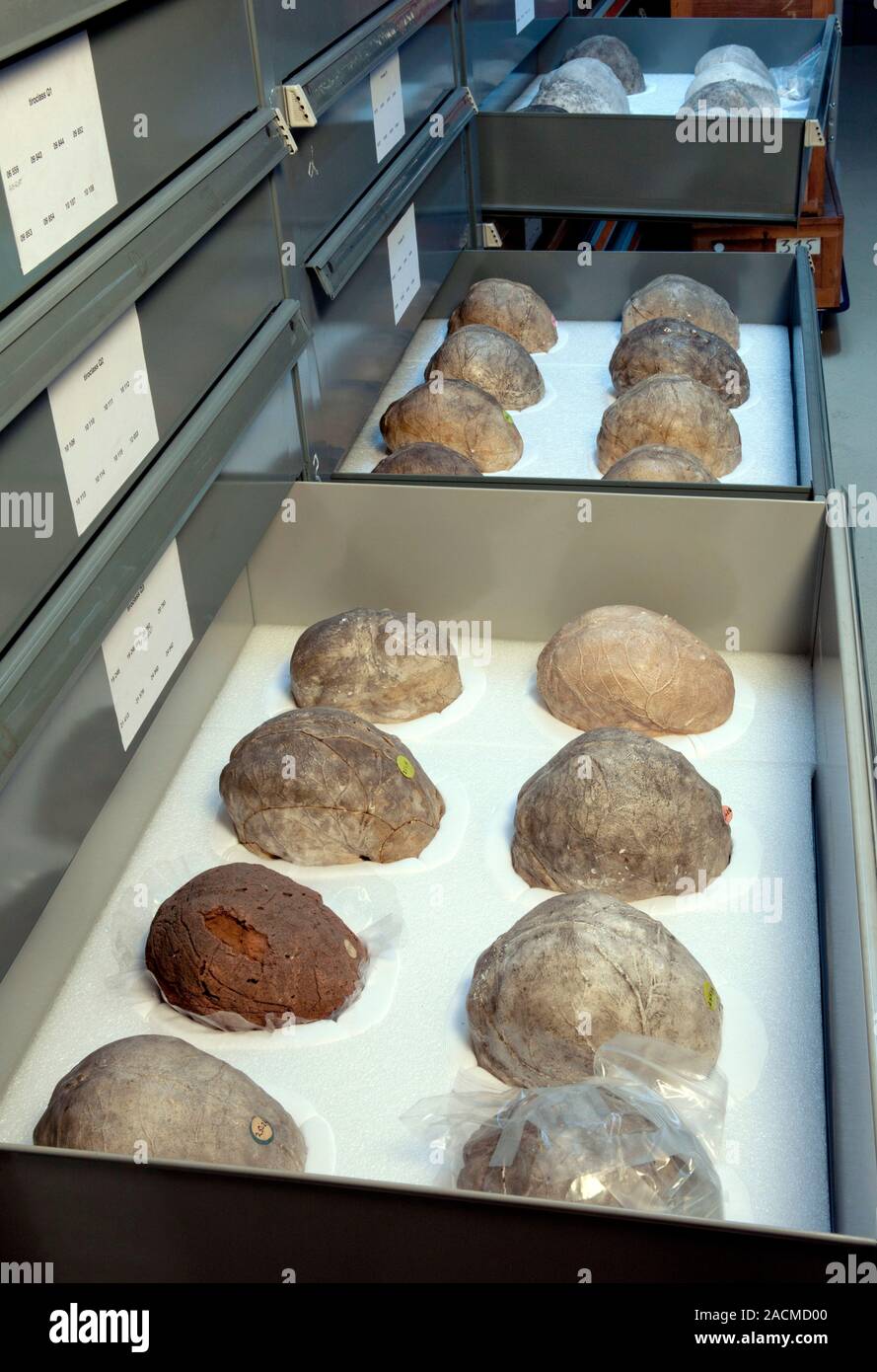 Fossil skull endocast collection. Endocasts are internal casts, here of