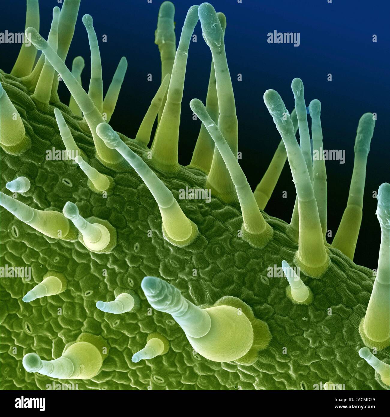 Tobacco (Nicotiana alata) leaf. Coloured scanning electron micrograph (SEM) of the upper surface of a leaf from a flowering tobacco (Nicotiana alata) Stock Photo