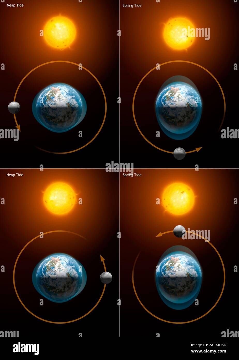 Diagram showing the Sun and Moon and their alignments to produce neap ...