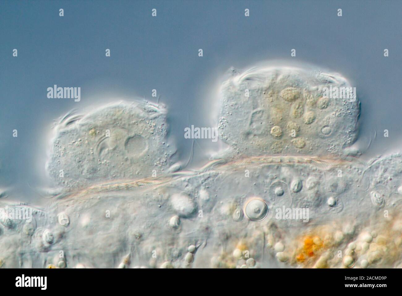 Hypotrich protozoans. Differential interference contrast micrograph of Kerona pediculus ciliate hypotrich protozoans (oval) on the tentacle (horizonta Stock Photo