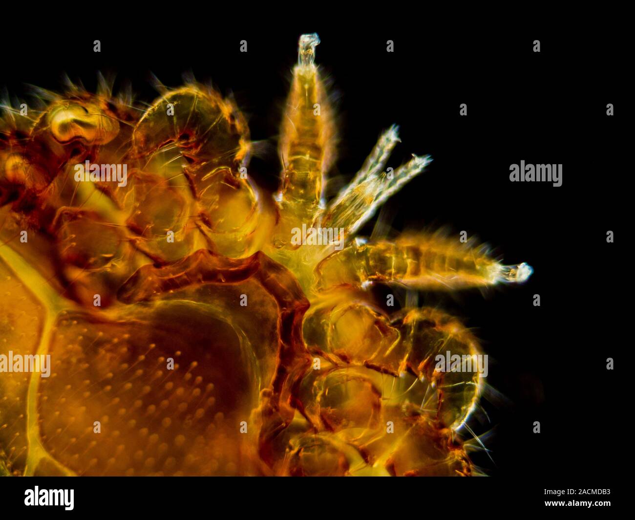 Honey bee mite. Differential interference contrast micrograph of the ...
