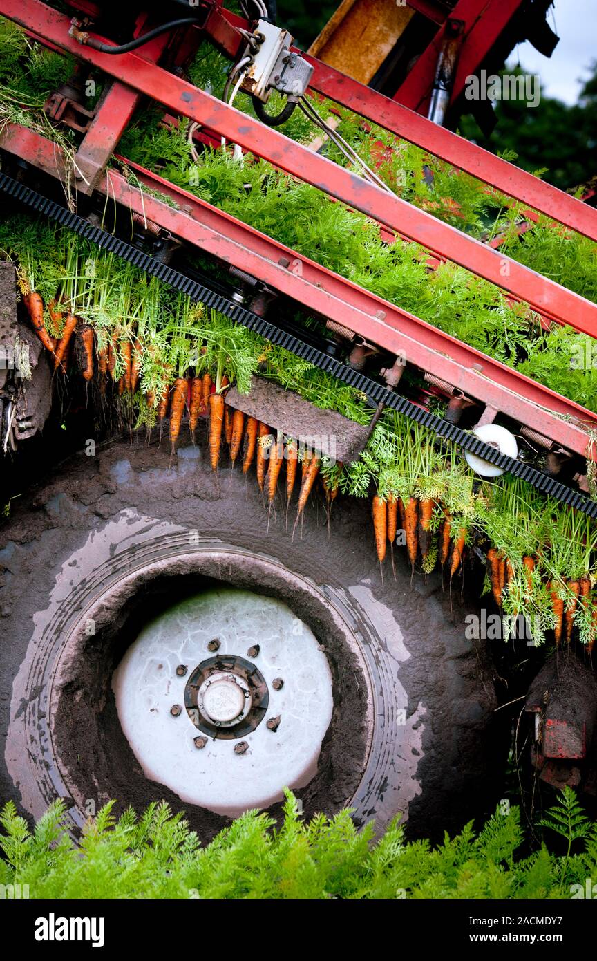 Carrot harvest. Harvesting machine gathering carrots (Daucus carota) in