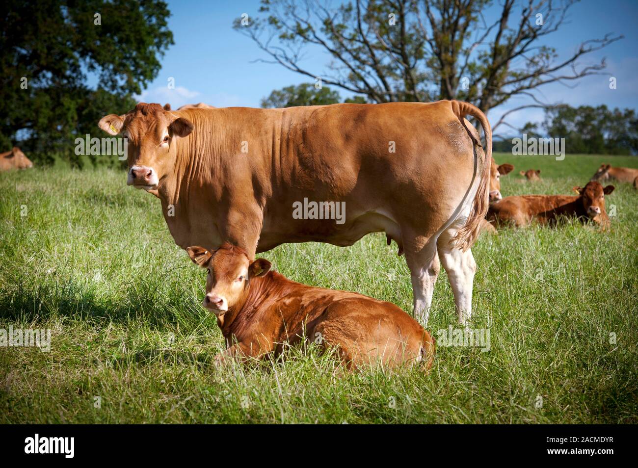 Beef cattle farming. Limousin cow with her calf in a field. This beef ...