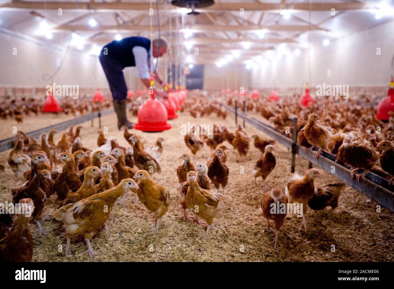 Chicken farming. Farmer adjusting feeding equipment (red) over chicken ... Biology Diagrams