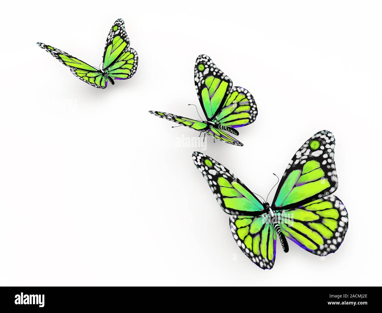 Butterfly isolated on white Stock Photo - Alamy
