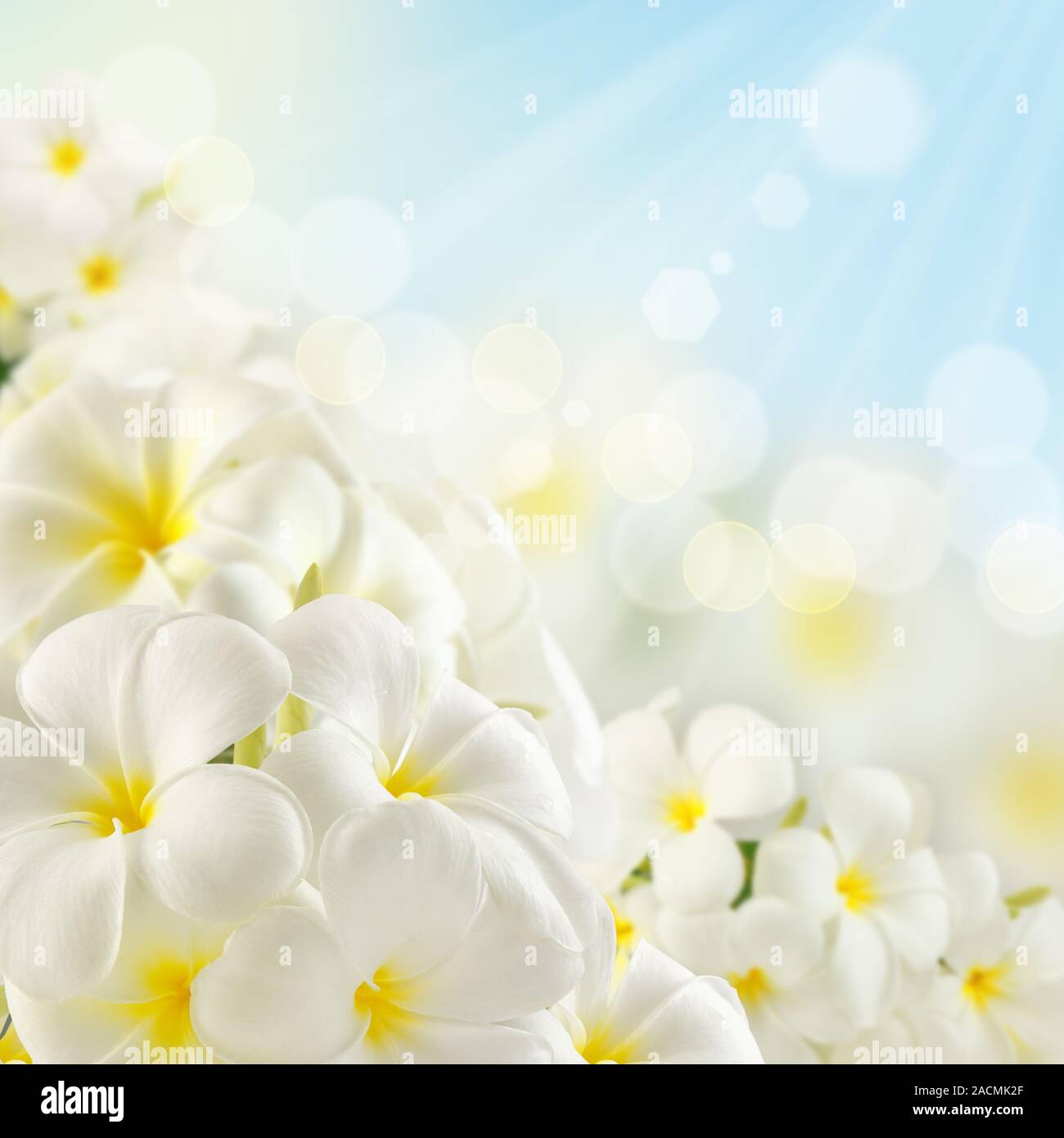 Bouquet of plumeria flowers Stock Photo - Alamy