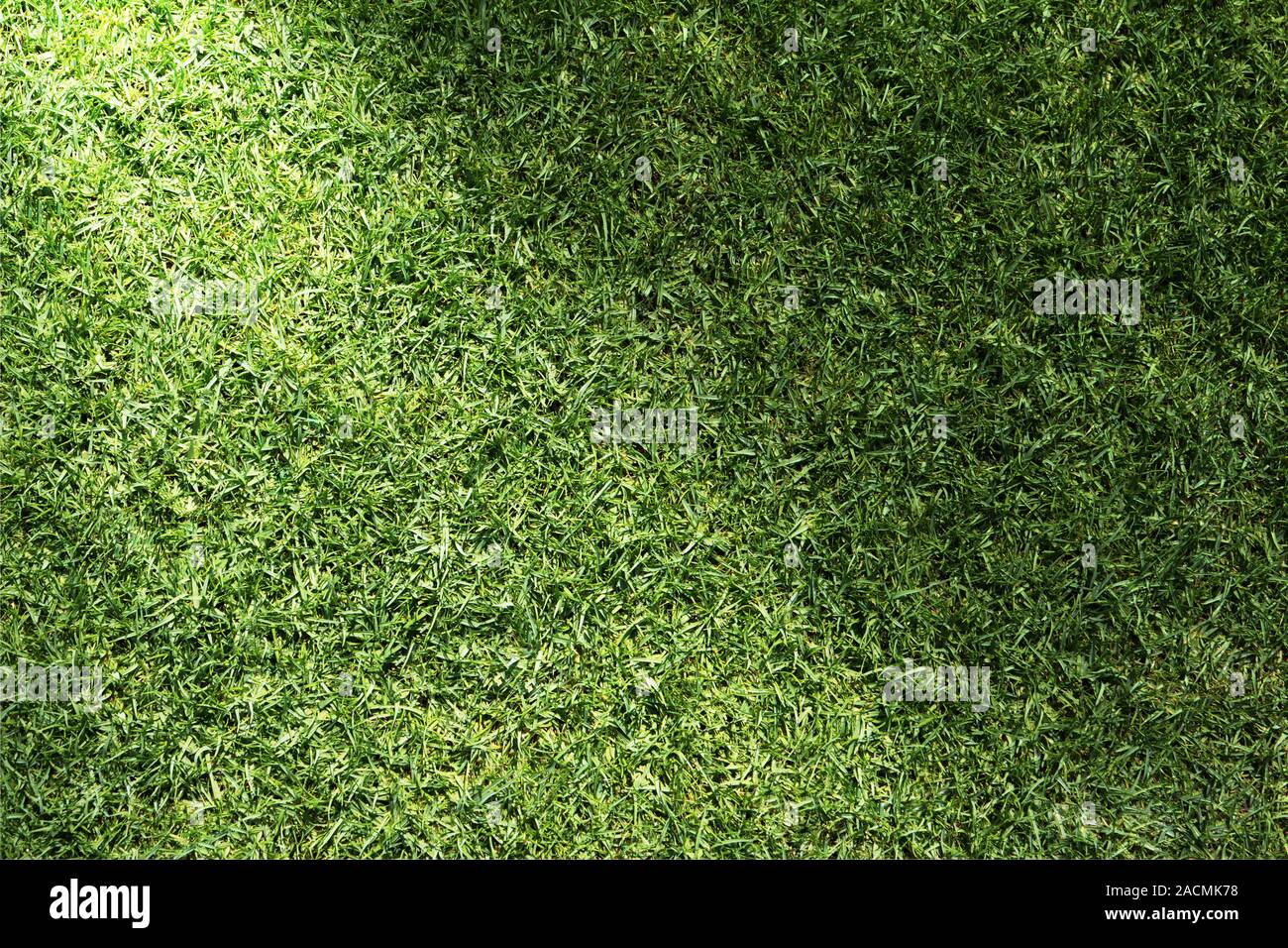 Beautiful green grass texture with sun beam Stock Photo