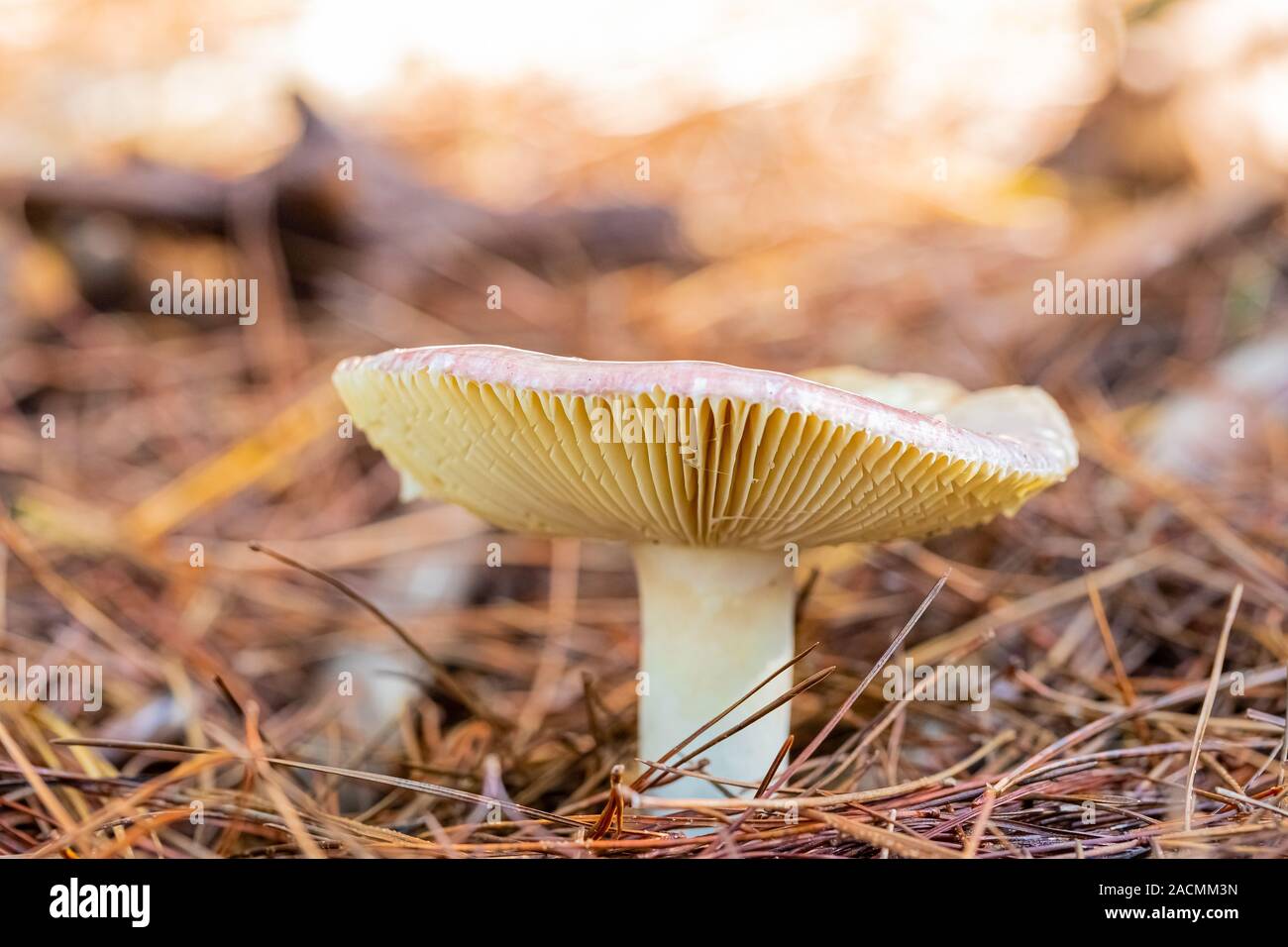 Close-up Russula Mushrooms in a Pine Forest Plantation in Tokai Forest Cape Town Stock Photo