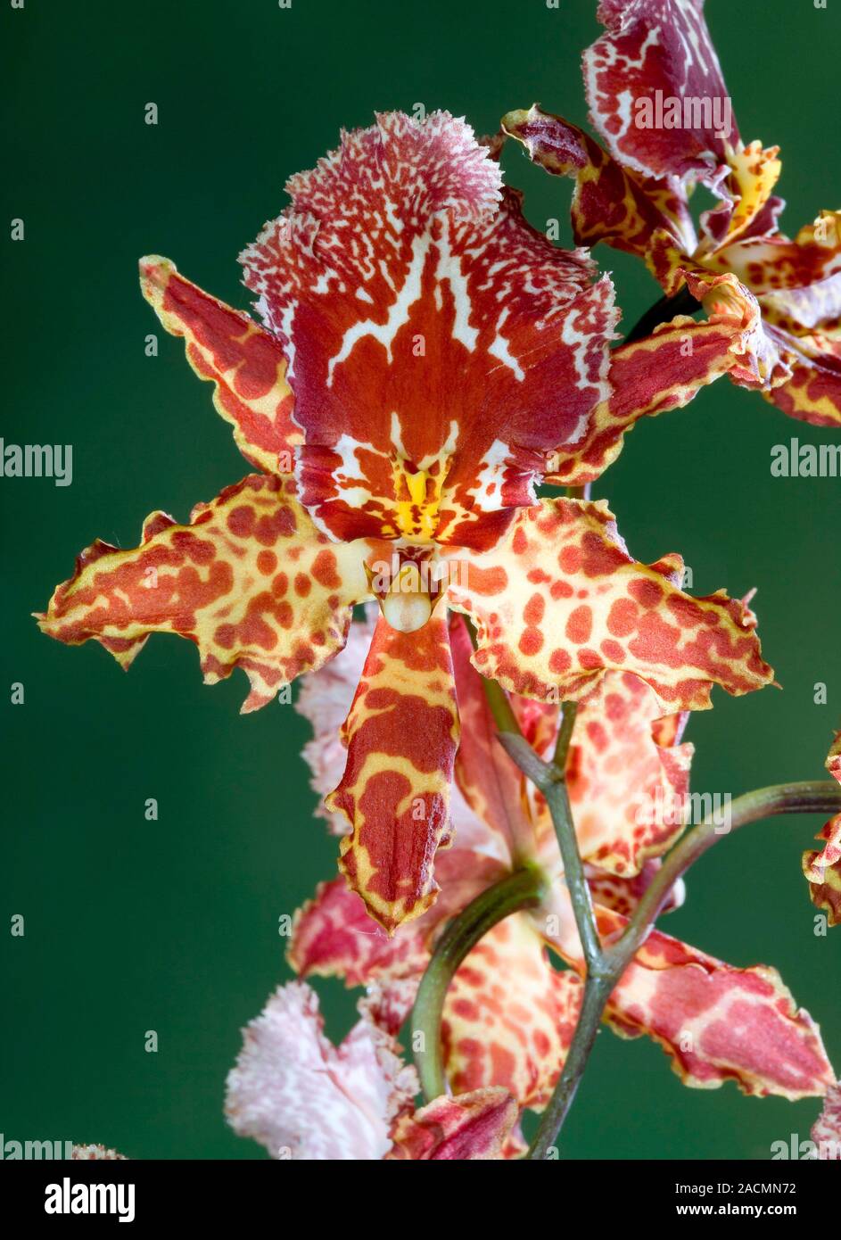 Orchid (Colmanara 'Wild Cat') in flower Stock Photo - Alamy