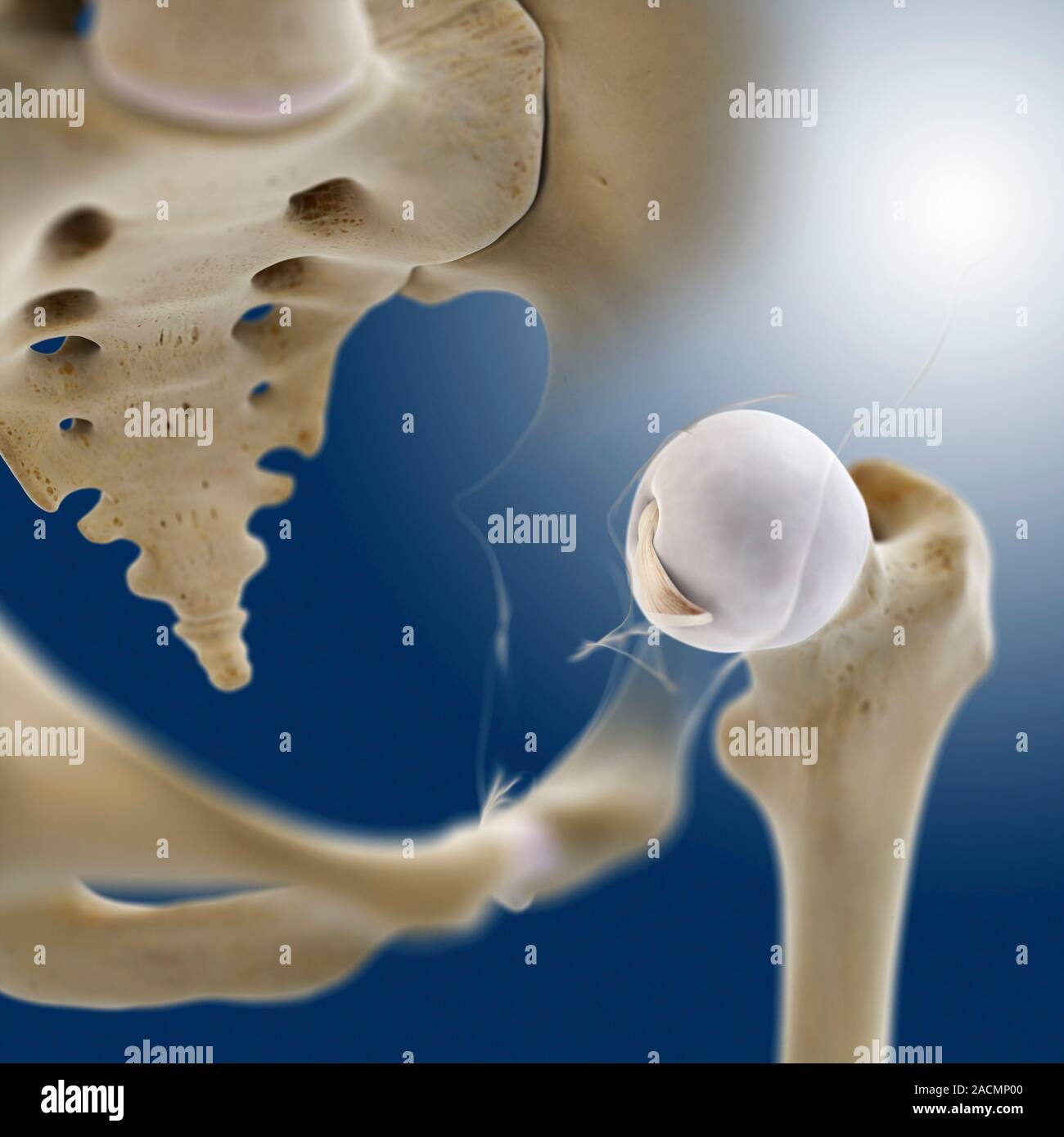 Hip anatomy, computer artwork. The large earshaped hip bone (opaque