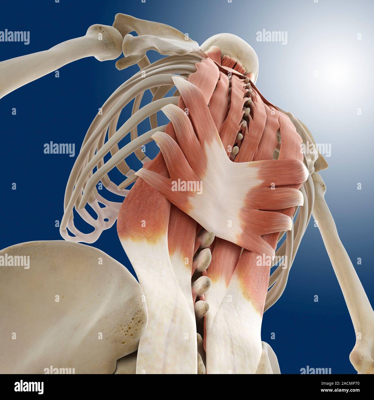 Back muscles, computer artwork. The three pairs of muscles on either