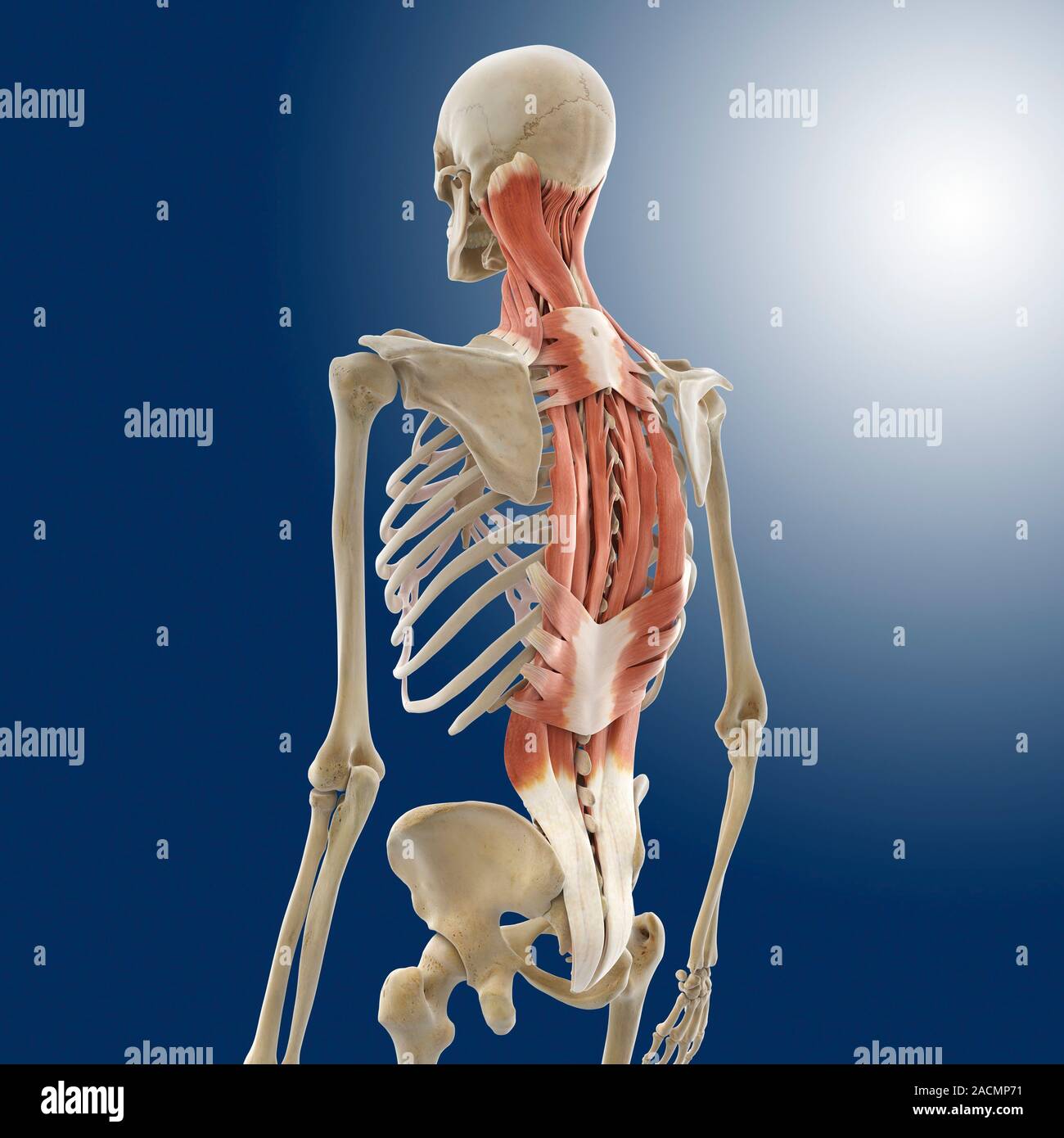 Back muscles, computer artwork. The three pairs of muscles on either